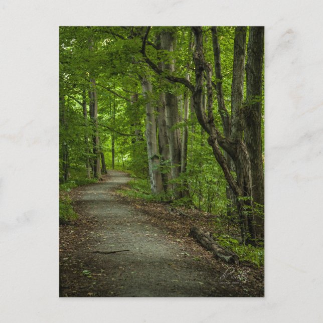 Sacred Grove in the Summer Postcard (Front)