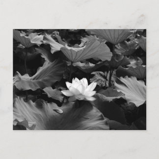 Sacred Lotus: Japan Postcard