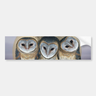 Sacred Owl North American Indian Bumper Sticker