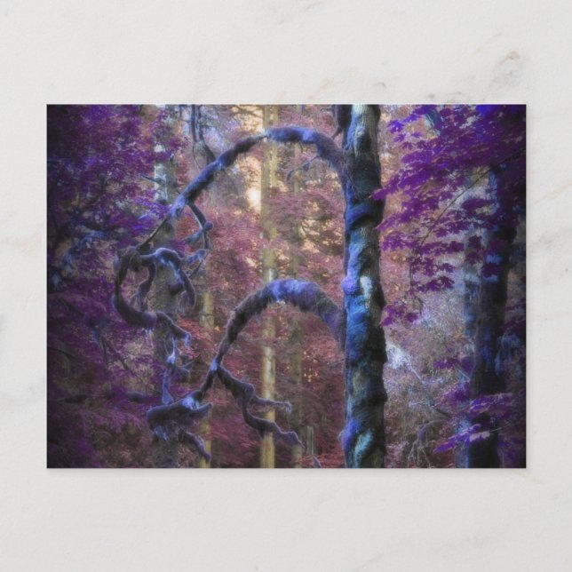 Sacred Tree Postcard (Front)