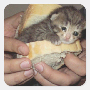 sad cat sandwich square sticker