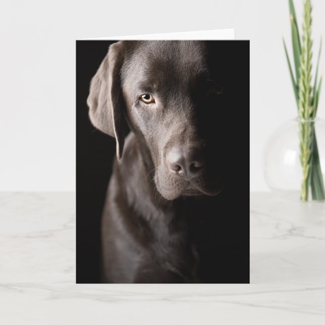 Sad Chocolate Labrador Card (Front)