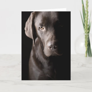 Sad Chocolate Labrador Card
