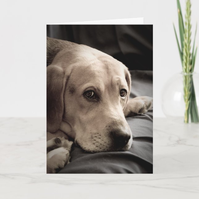 Sad Dog Missing You Card (Front)