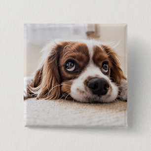 Sad-Eyed Cocker Spaniel Dog 2 Inch Square Button