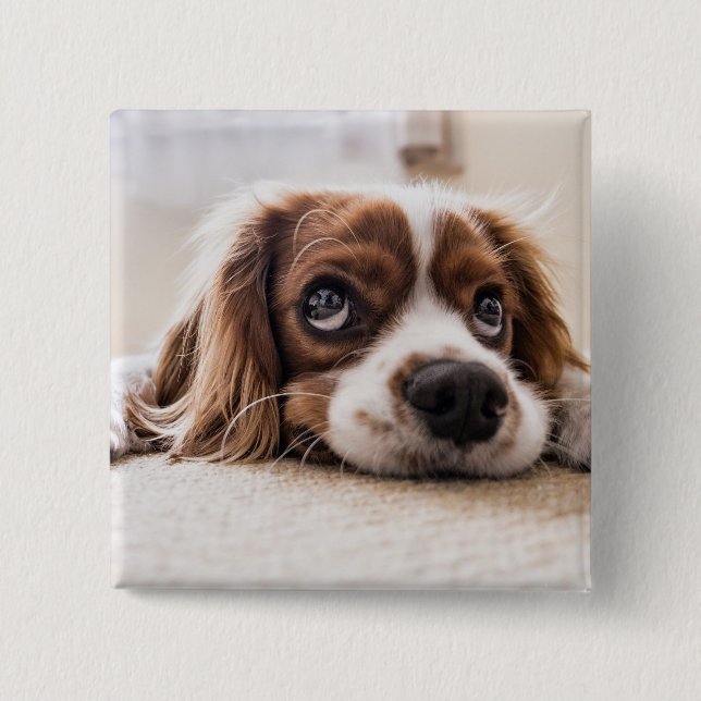 Sad-Eyed Cocker Spaniel Dog 2 Inch Square Button (Front)
