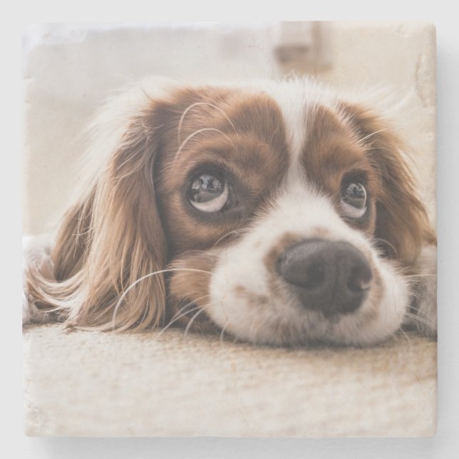 Sad-Eyed Cocker Spaniel Dog Stone Coaster (Front)