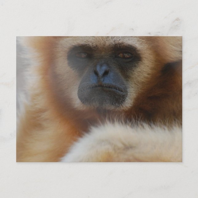 Sad Gibbon Postcard (Front)