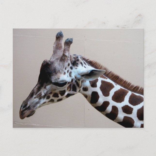 Sad Giraffe Postcard (Front)