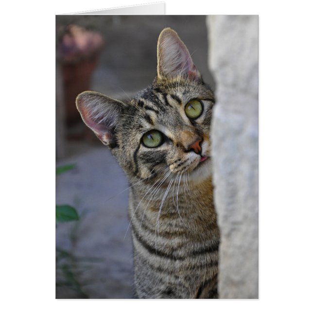 Sad Kitty (bengal cat) (Front)