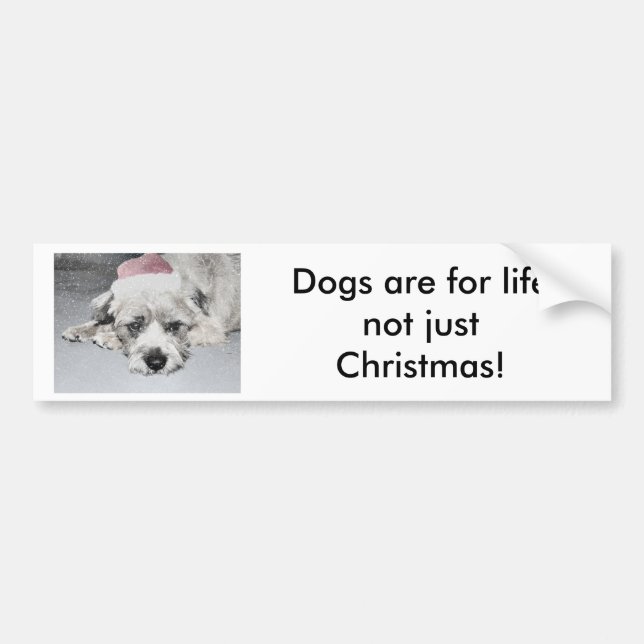 Sad little christmas dog bumper sticker (Front)