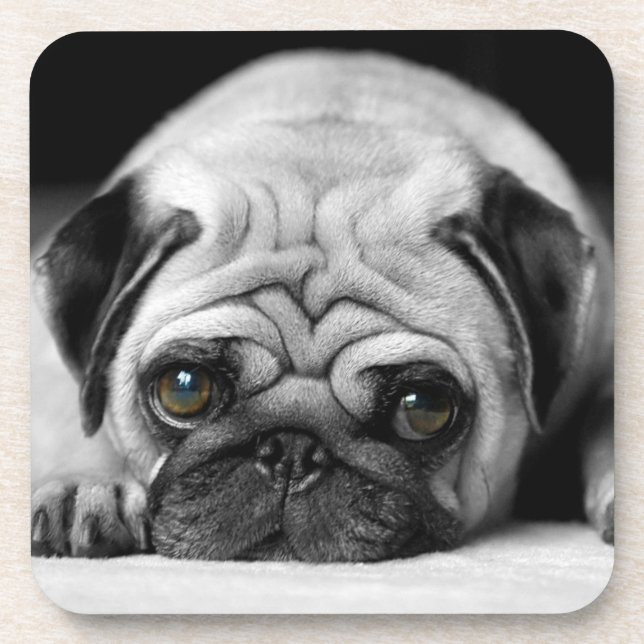 Sad Pug Coaster (Front)