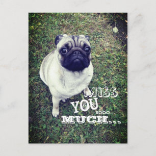 Sad Pug Postcard