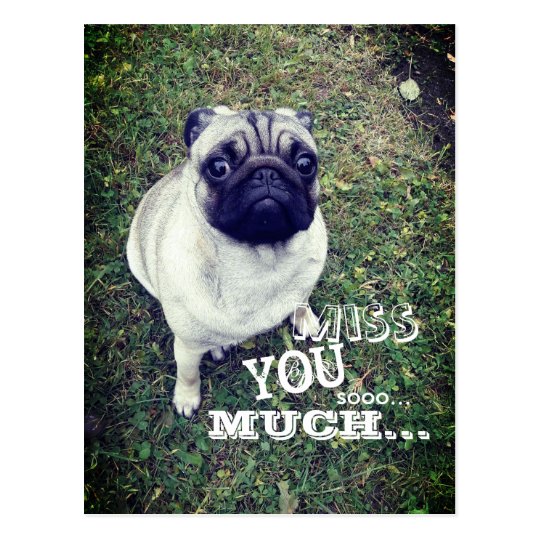 Sad Pug Postcard