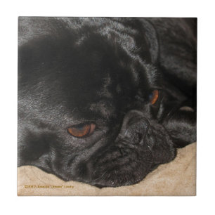 Sad Pug Tile