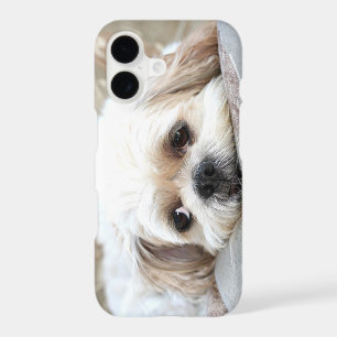 Sad Shih Tzu face