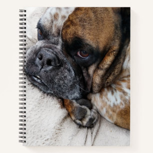 Sad Victorian Bulldog Photo 8x11 Notebook