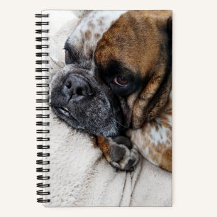 Sad Victorian Bulldog Photo 8x5 Notebook