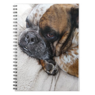 Sad Victorian Bulldog Photo 9x6 Notebook