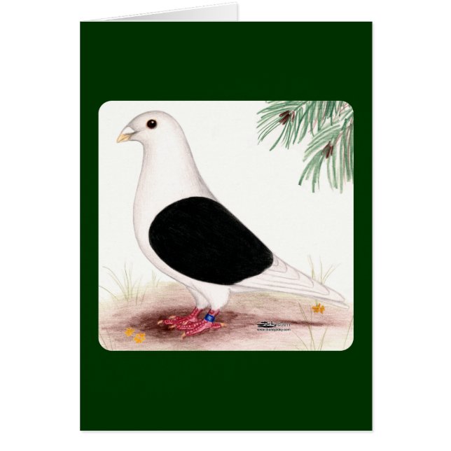 Saddle Homer Pigeon (Front)