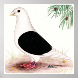 Saddle Homer Pigeon Poster