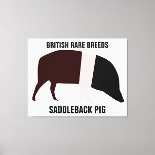 Saddleback Pig Canvas Print