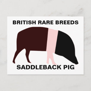 Saddleback Pig Customizable Postcard