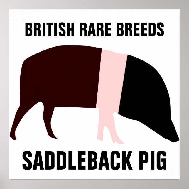 Saddleback Pig Poster (Front)