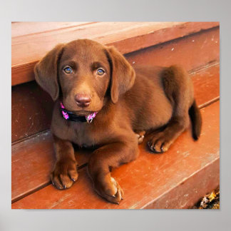 Sadie the Chocolate Labradoodle Poster