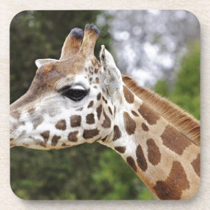 Safari Africa Mod Chic Classy Destiny Giraffe Coaster