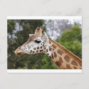 Safari Africa Mod Chic Classy Destiny Giraffe Postcard