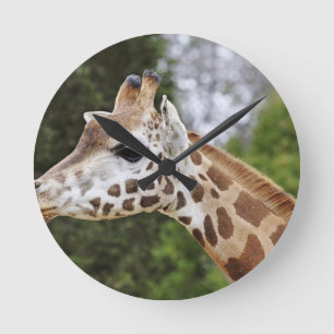 Safari Africa Mod Chic Classy  Destiny Giraffe Round Clock