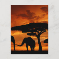 Safari African Baobab tree elephant silhouette