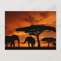 Safari African Baobab tree elephant silhouette