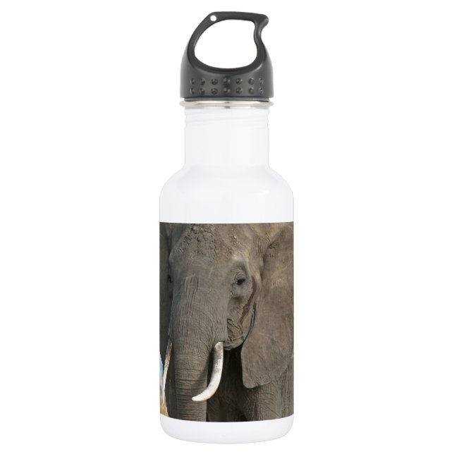 Safari African Jungle Destiny Animals Elephants 532 Ml Water Bottle (Front)