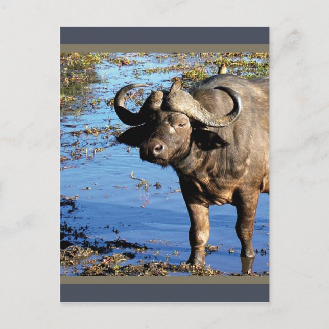 Safari de Cape Buffalo saluant cartes postales (Devant)