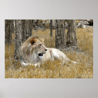 Safari - Lion Poster