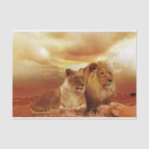 safari lions tissue paper