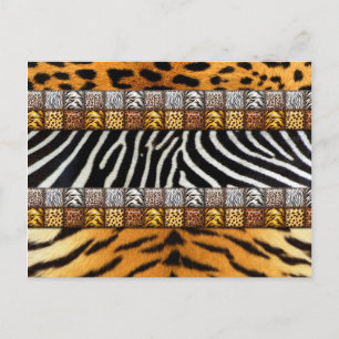 Safari Prints Postcard