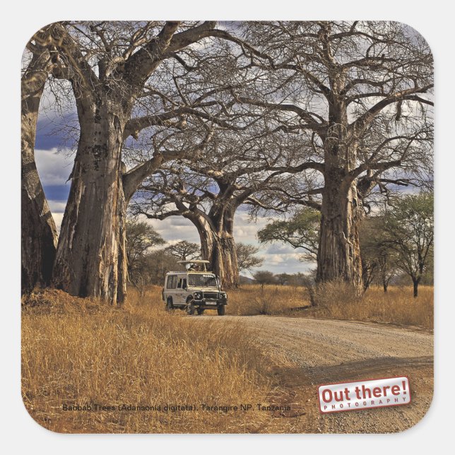 Safari Square Sticker (Front)