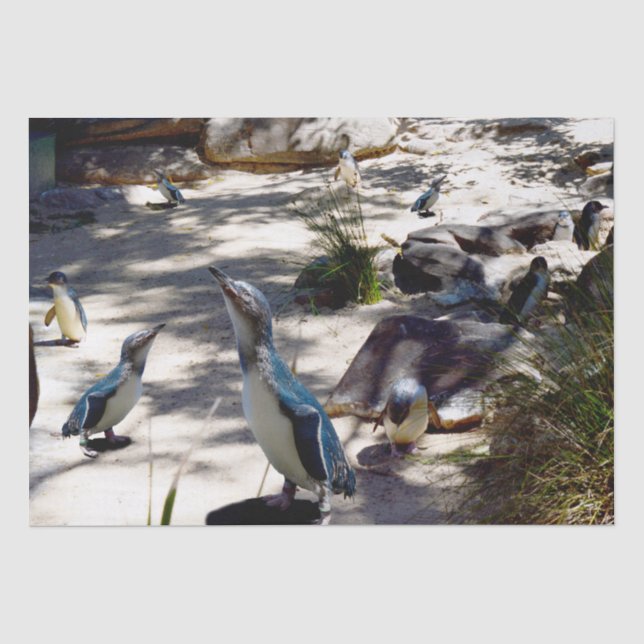 Safe Haven: Fairy Penguin Paradise, Tissue Paper (Front)