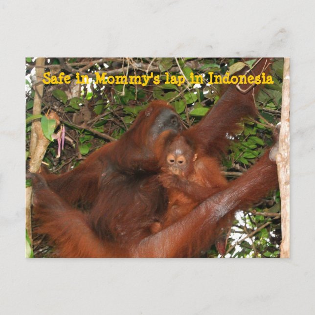 Safe in Mommy's Lap Postcard (Front)