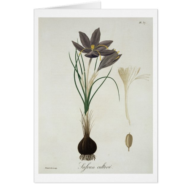 Saffron Crocus from 'Phytographie Medicale' by Jos (Front)