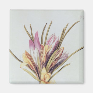Saffron or Crocus, from 'La Guirlande de Julie' Magnet