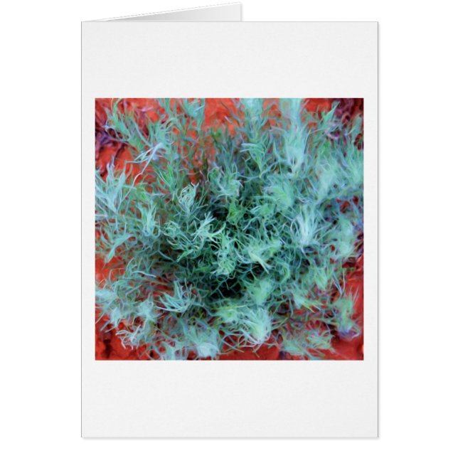 Sage du désert (Devant)