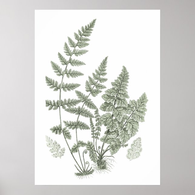 Sage Green Wall Art Fern Print no. 11 Home Decor (Front)