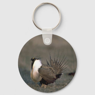 Sage grouse strutting keychain