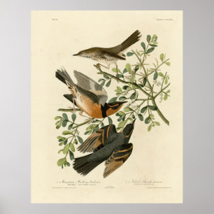 Sage Thrasher and Varied Thrush, Audubon's Birds Poster