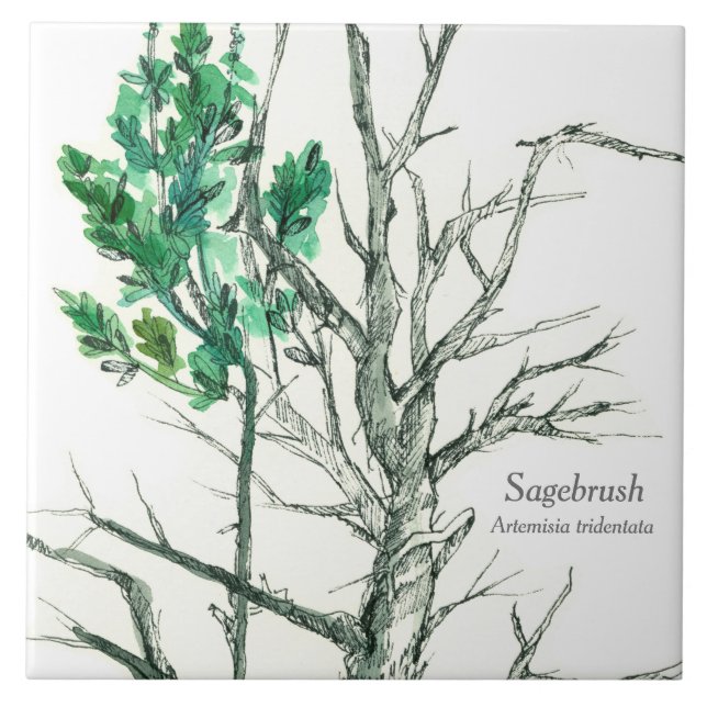 Sagebrush Botanical Plant Pen and Ink Drawing Tile (Front)