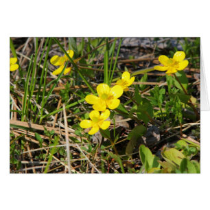 Sagebrush Buttercup